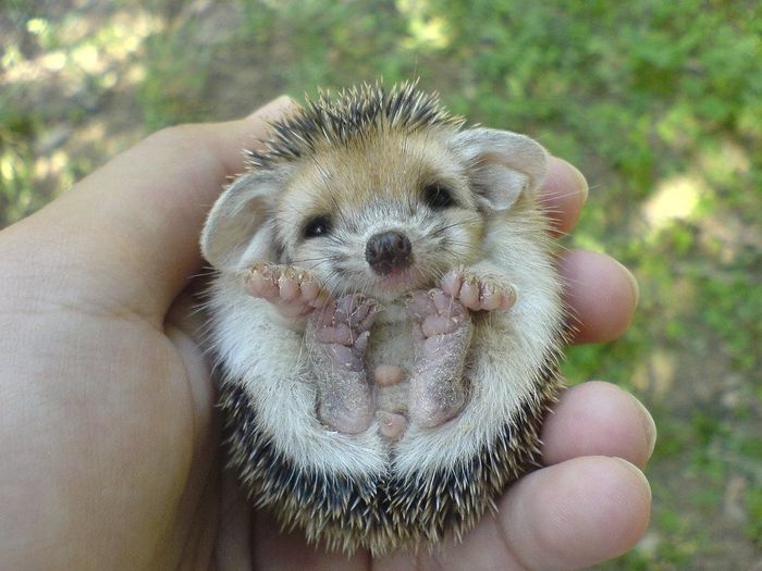 Cutest Thing You'll See All Day