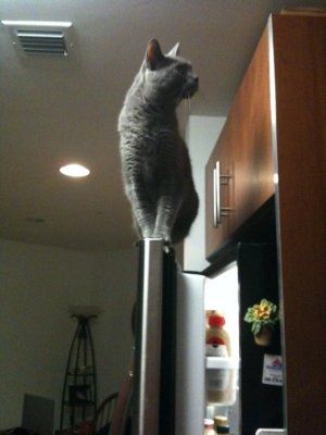 NWR: Show off your fur baby!