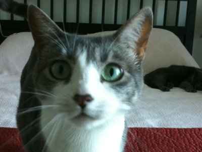 Just for fun- haven't seen the furbabies in awhile