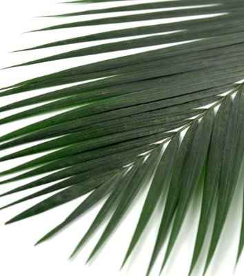 Palm leaves for centerpeices
