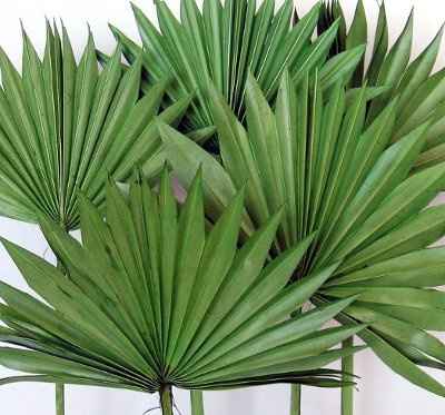 Palm leaves for centerpeices