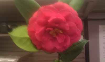 Flower experts....What type of ...