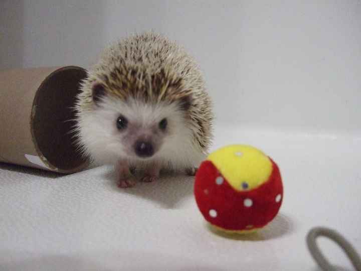 NWR: Bored? Show off your pets!