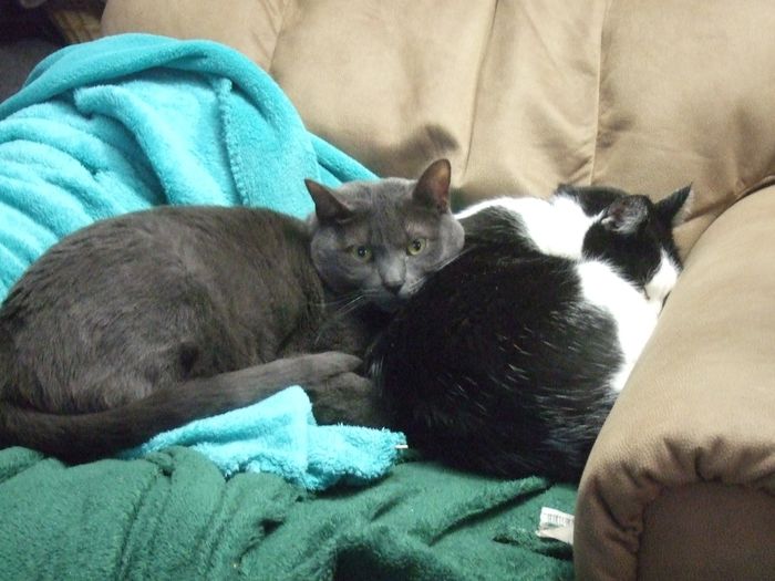 NWR: Bored? Show off your pets!
