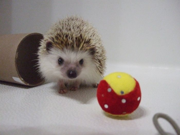 NWR: Bored? Show off your pets!