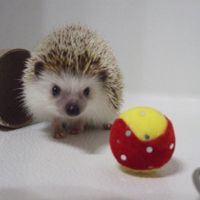 NWR: Bored? Show off your pets!