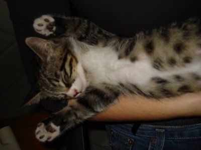 For animal lovers, brag about your animals!!