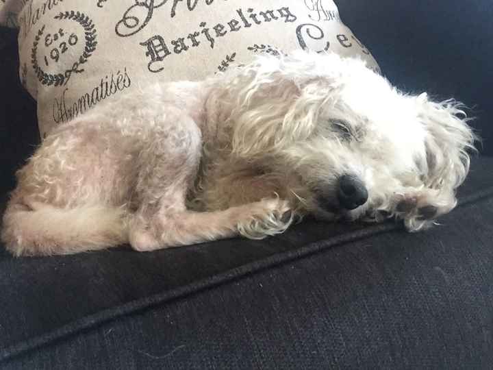 Pets "helping" you make things