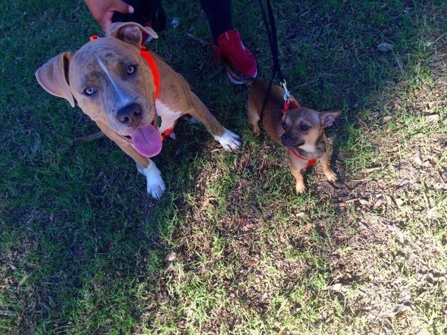 Fur babies