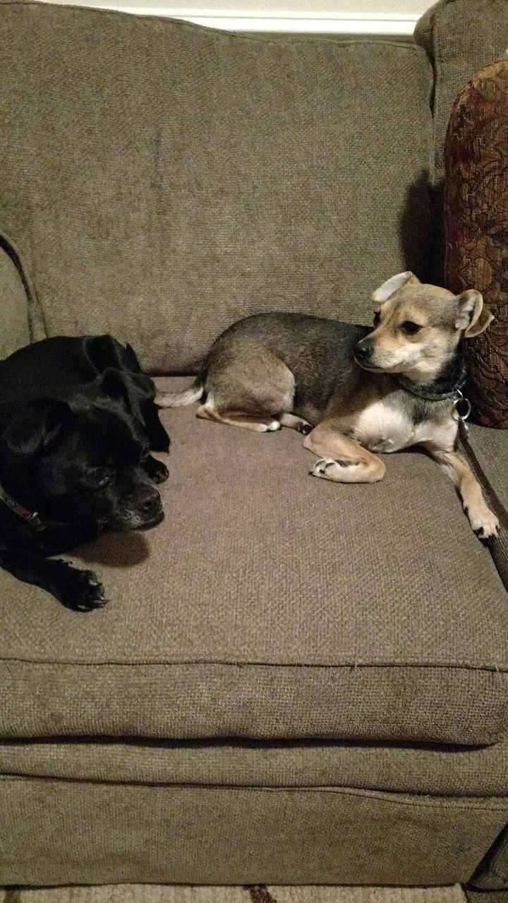 Nwr- show me your fur babies