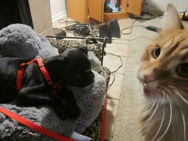 #petlife - pet memes & furbaby pictures!