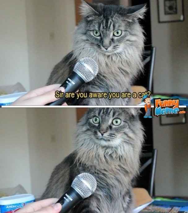 NWR:  cat meme time!