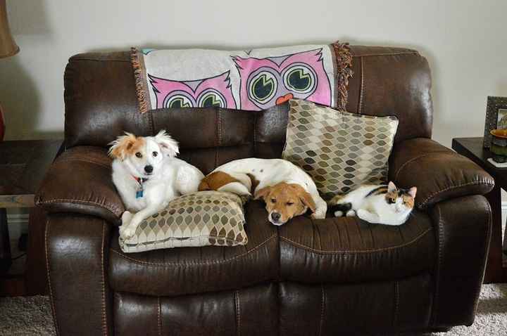 NWR - Dog Mommas: Convince me Otherwise!