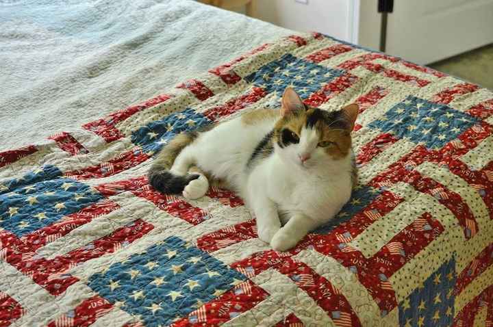 Spinoff - Cat wedding!