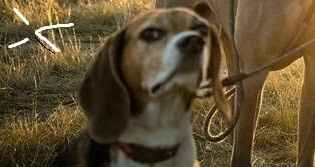 Engagement Photo Sneak Peek!