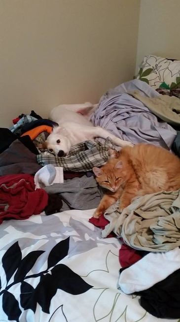 #petlife - pet memes & furbaby pictures!
