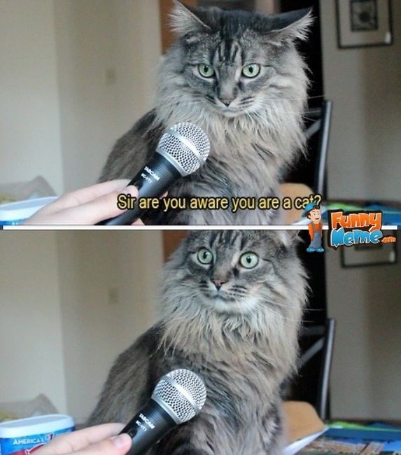 NWR:  cat meme time!