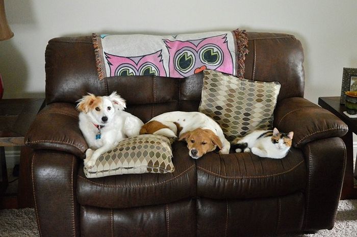 NWR Happy Fursday! Show me your fur babies!
