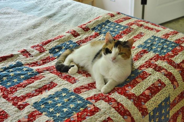 Spinoff - Cat wedding!