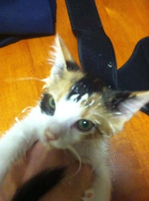 Spinoff - Cat wedding!