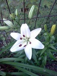 Flower Pictures! Pic Heavy!