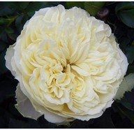 Flower Pictures! Pic Heavy!
