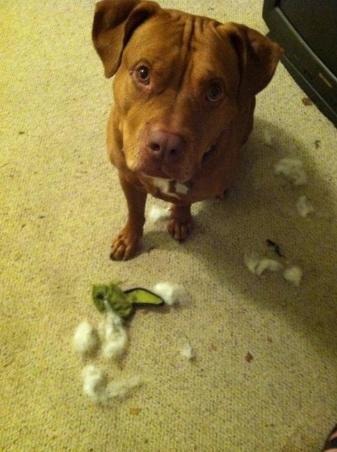 Keeping my mind of my wedding...Show me your dog:)!!**Pics