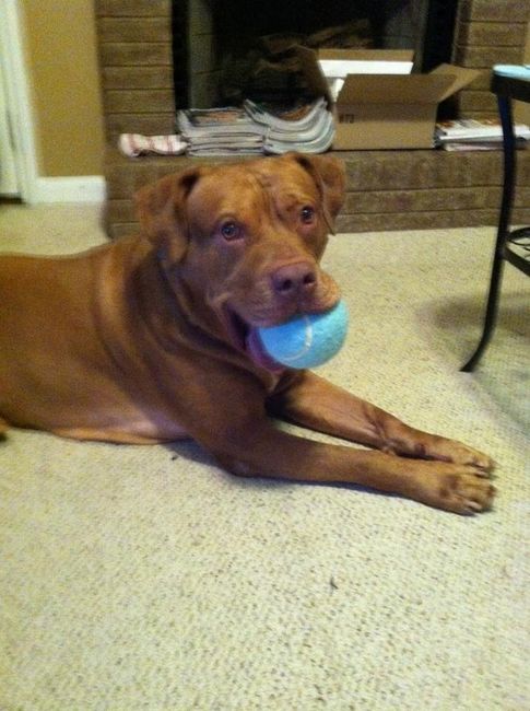 Keeping my mind of my wedding...Show me your dog:)!!**Pics