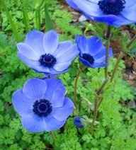Flower Pictures! Pic Heavy!