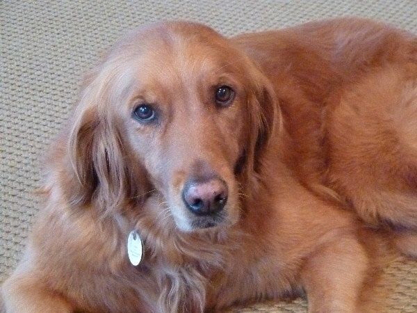 NWR: losing a beloved pet