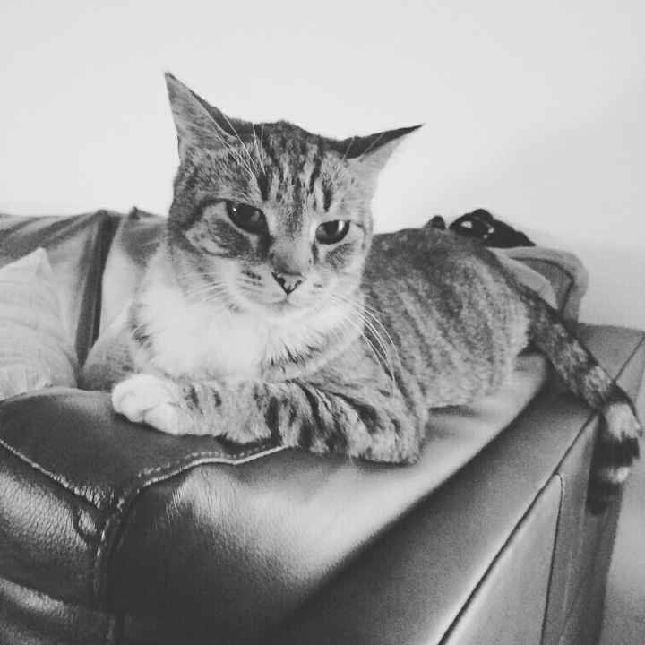 NWR-We just lost our family pet after 13 years.