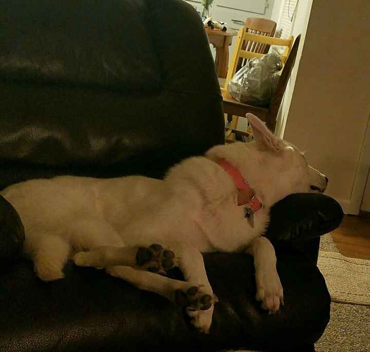 NWR: Bored? Show off your pets!