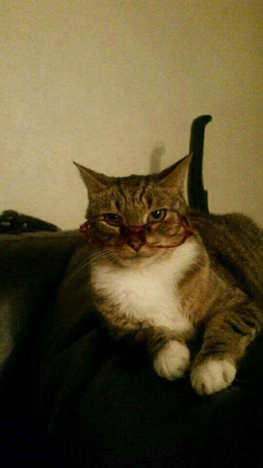 NWR-We just lost our family pet after 13 years.