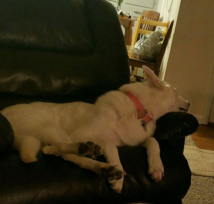 NWR: Bored? Show off your pets!
