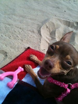 NWR: What kind of dog do you have?