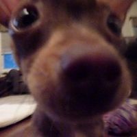 NWR: What kind of dog do you have?