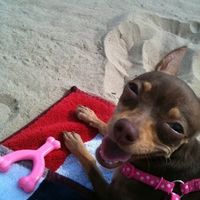 NWR: What kind of dog do you have?