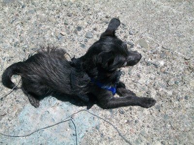 NWR: I want to see your pets!