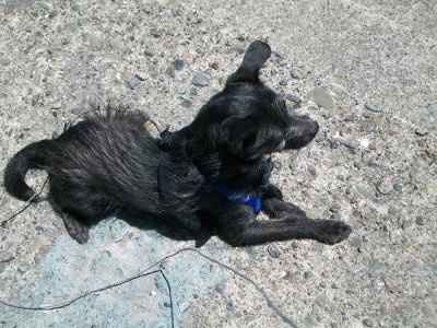 NWR: I want to see your pets!