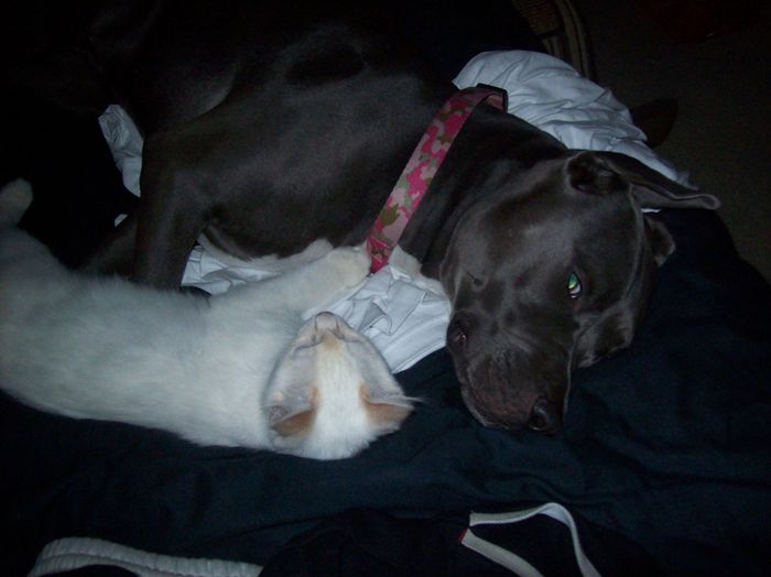 NWR: Lets See Your Fur Babies!