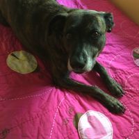 NWR: Show me your fur babies