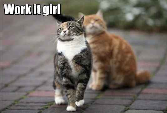 NWR - Cat meme thread!