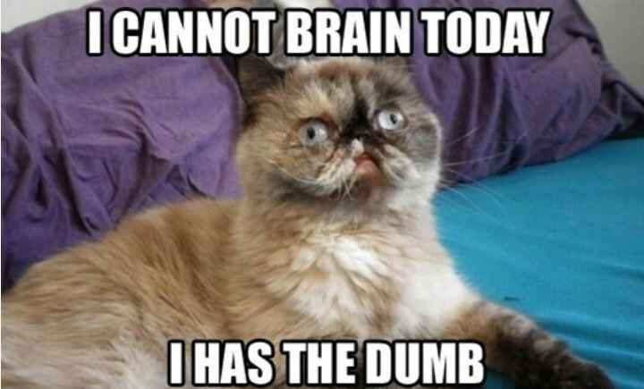 NWR - Cat meme thread!