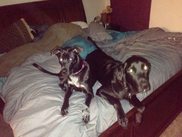 NWR Happy Fursday! Show me your fur babies!