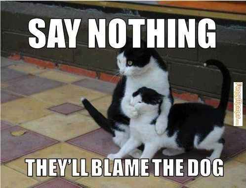 NWR - Cat meme thread!