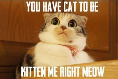 NWR - Cat meme thread!