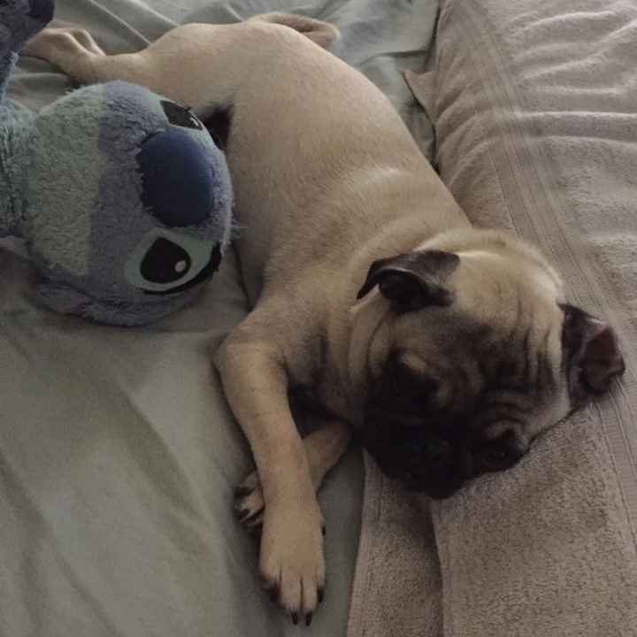 Positive thoughts and pictures of fluffy pets please