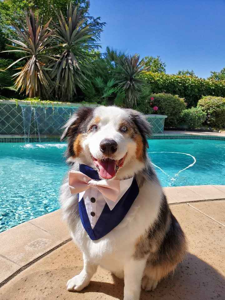 Dog Wedding Accessories 😂 - 1