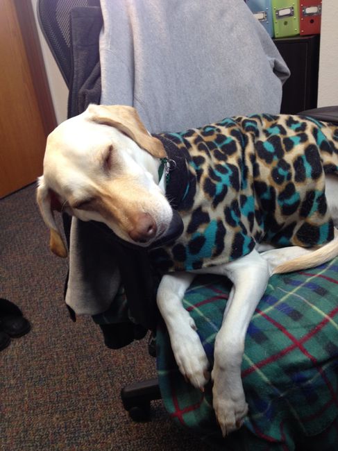 NWR Happy Fursday! Show me your fur babies!