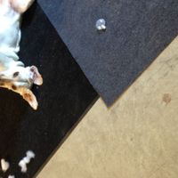 NWR: What is your pet scared of?